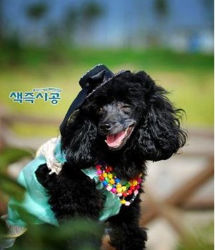 怎样购买狗狗用的玩具？